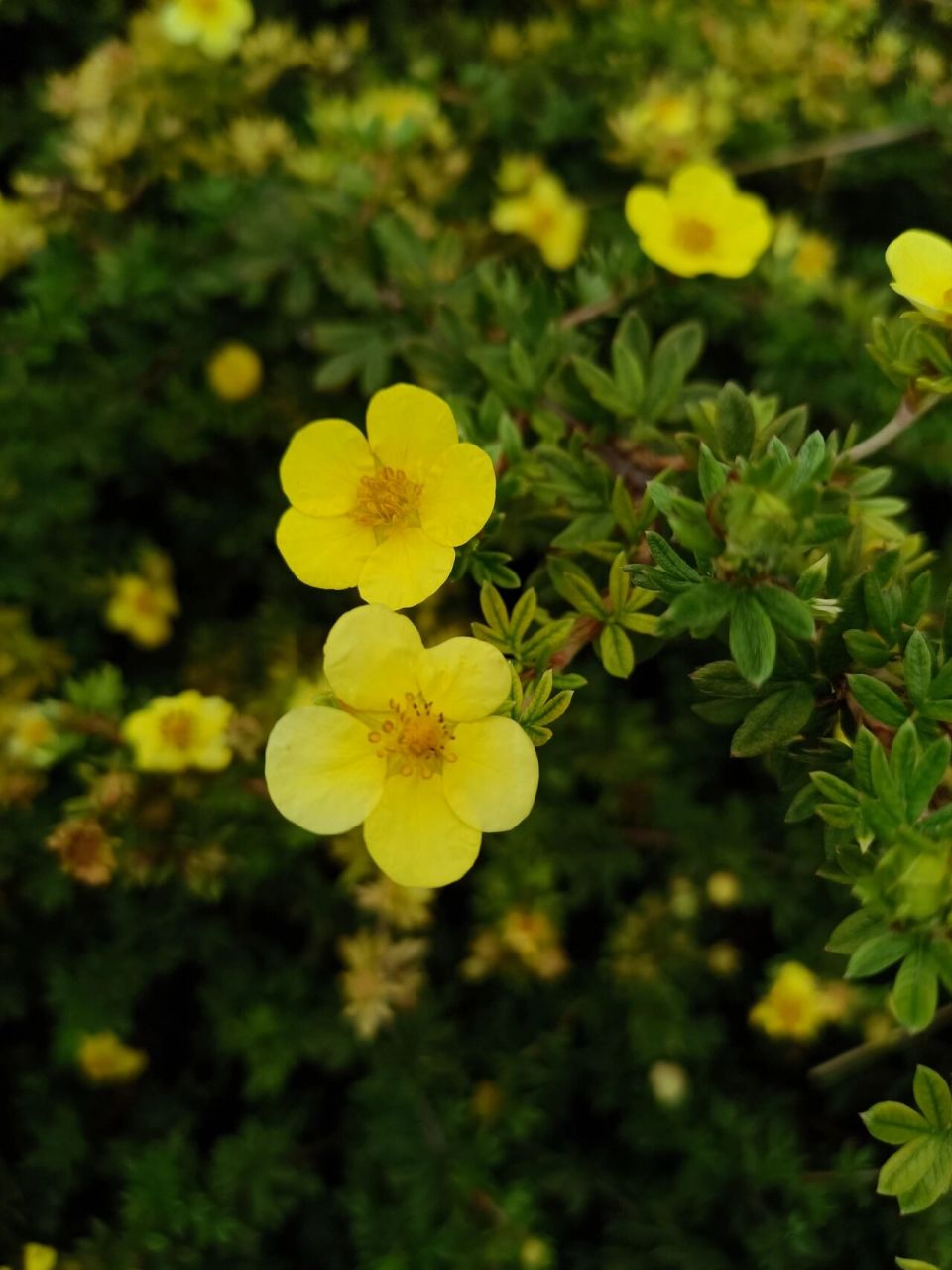植物记录|金露梅,银露梅 学名:dasiphora fruticosa,dasiphora glabra