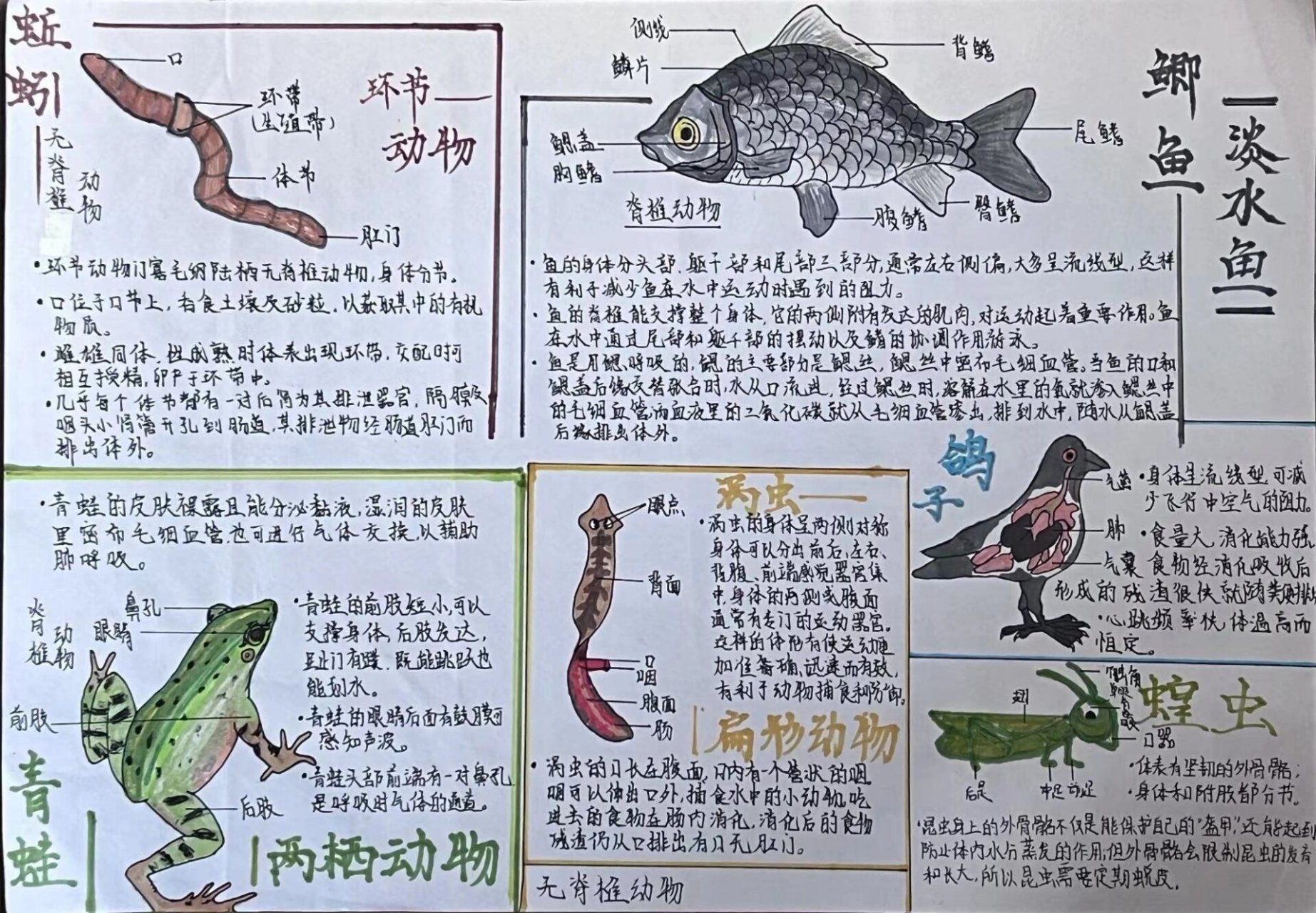 八上生物科普手抄报