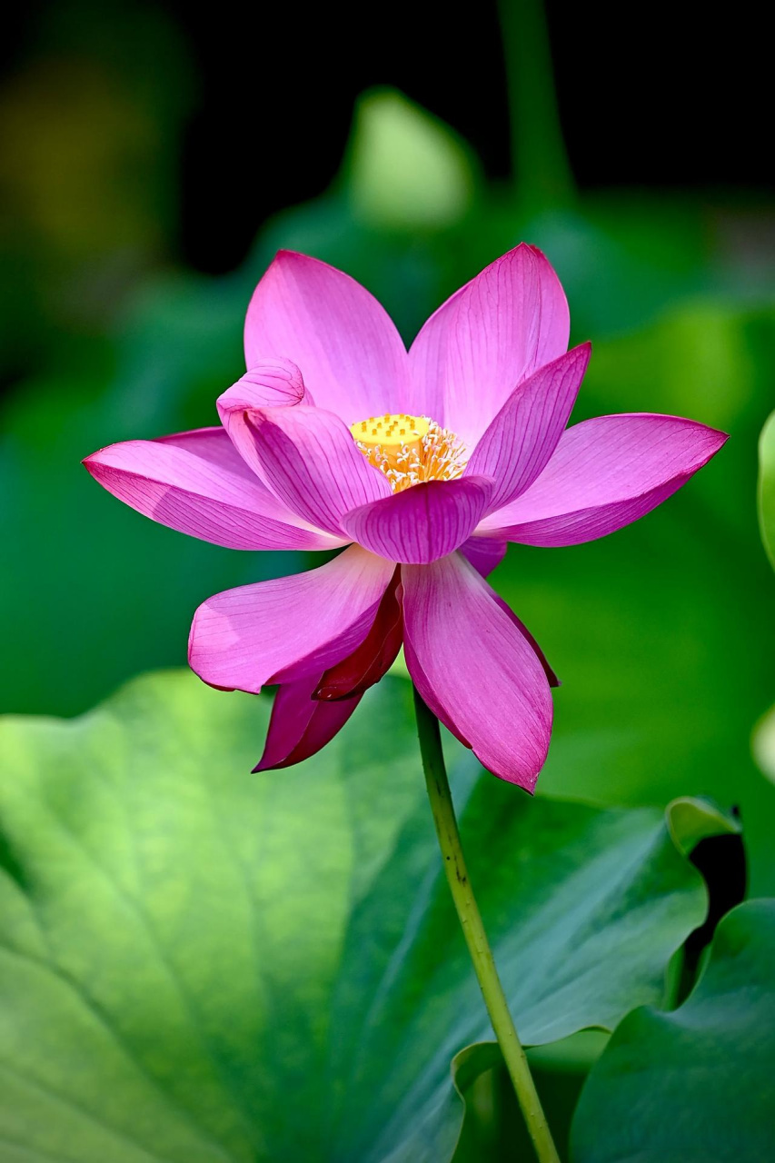 清晨荷叶抖晶莹,荷花含苞待放明. 微风拂过荷塘水,花香四溢入人心.