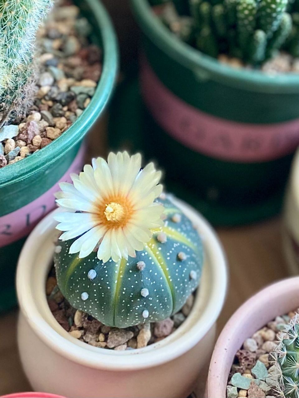 仙人球星兜开花啦 | 晋江花店 接好运,接好运