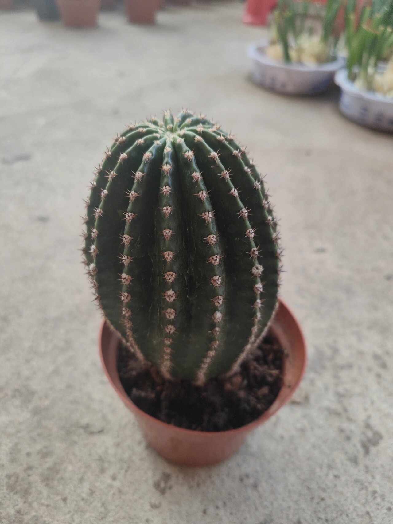 黑金刚仙人球大颗易养简单粗7cm左右