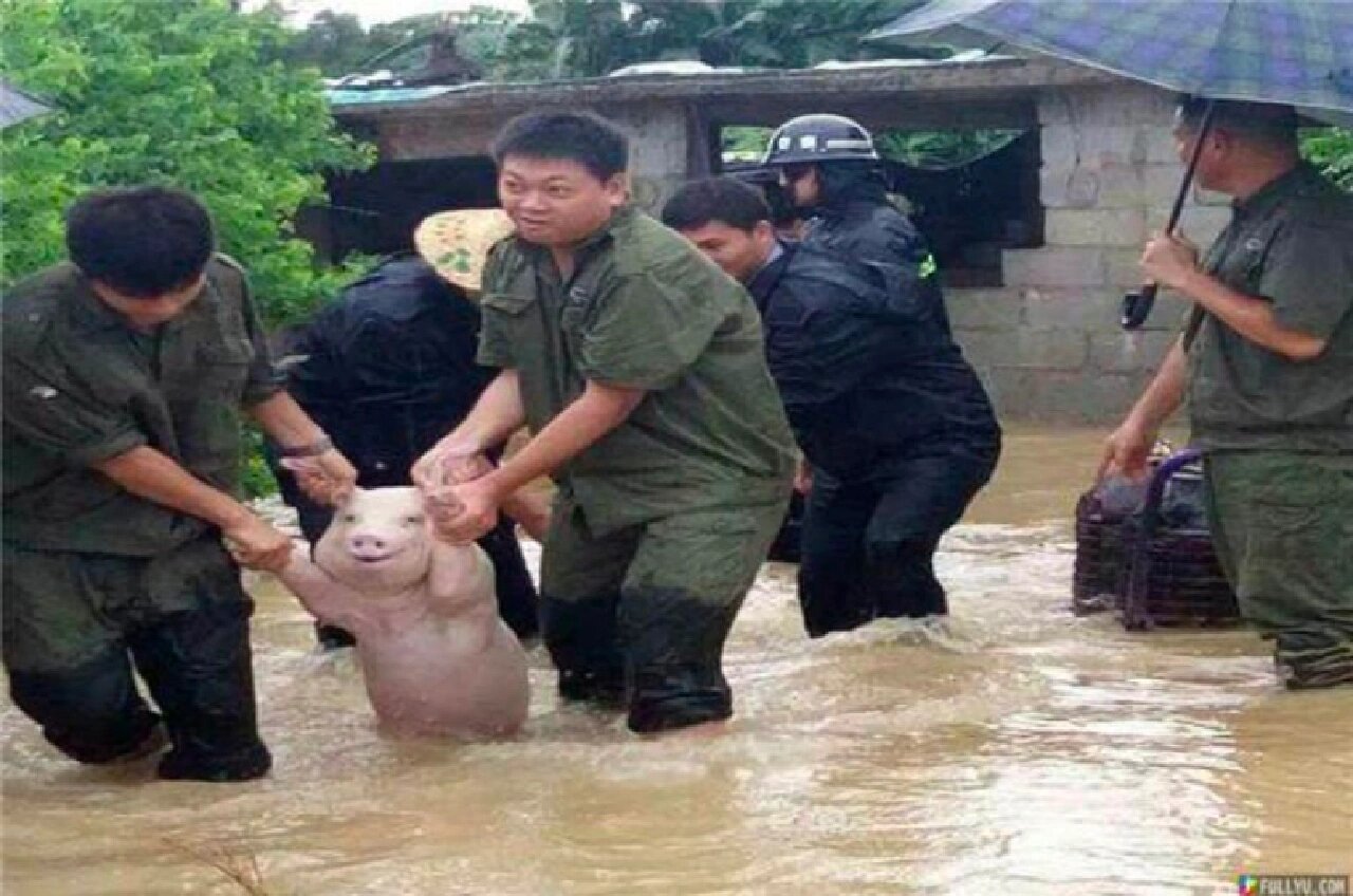 洪水救猪