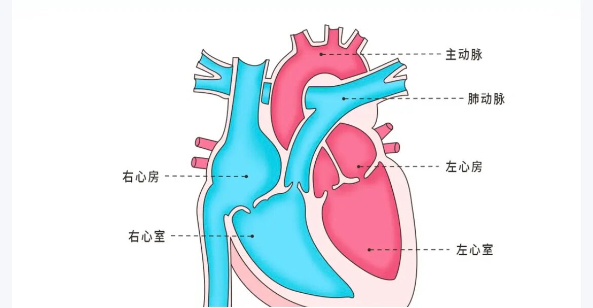 心脏中心房心室图图片
