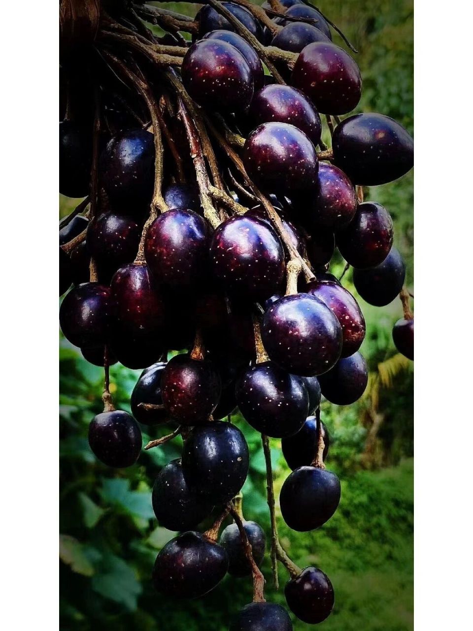 制作胭脂果 胭脂果制作的胭脂果膏 满满的花青素