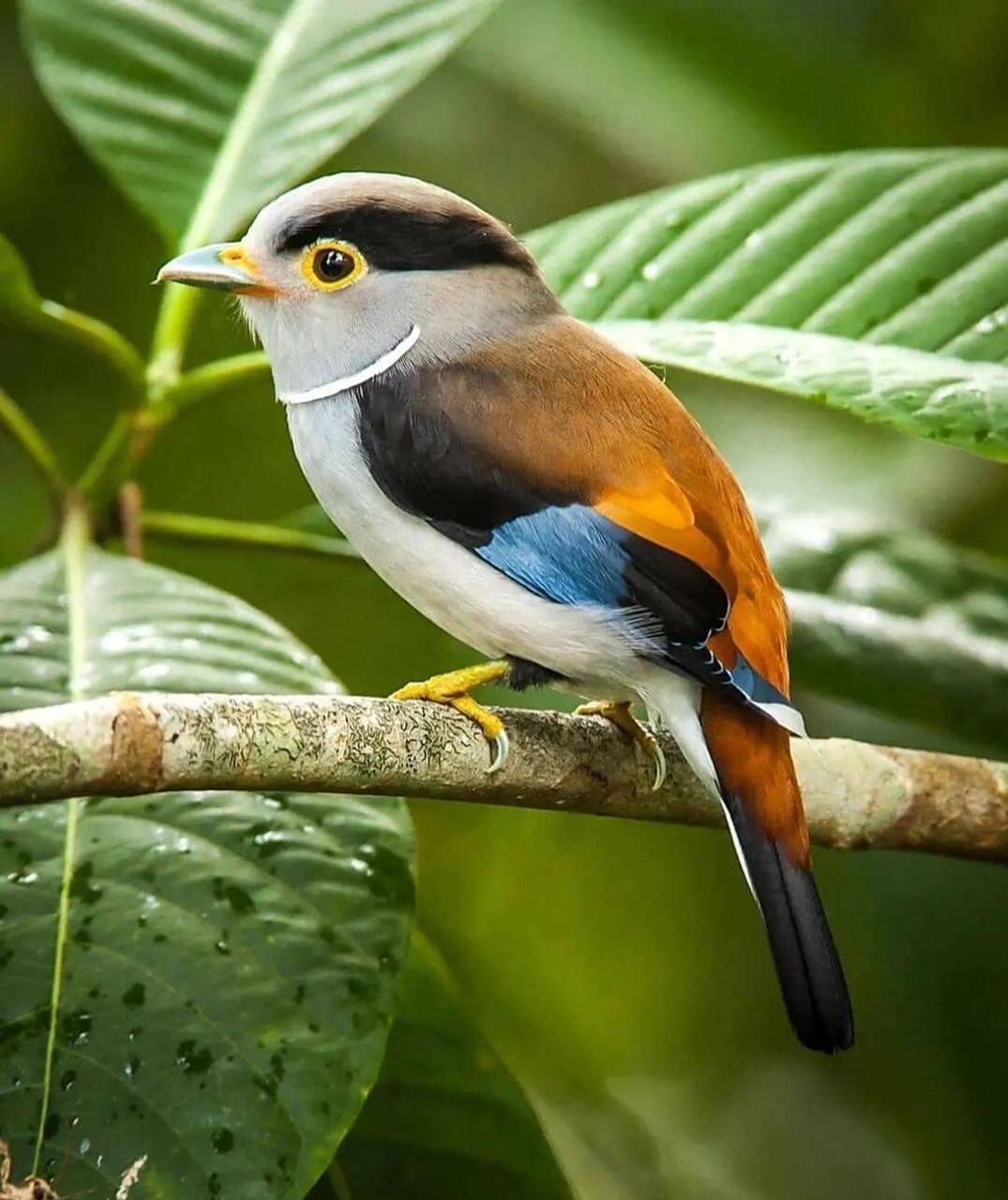 银胸丝冠鸟 #银胸丝冠鸟# #鸟类# #保护动物# #观鸟