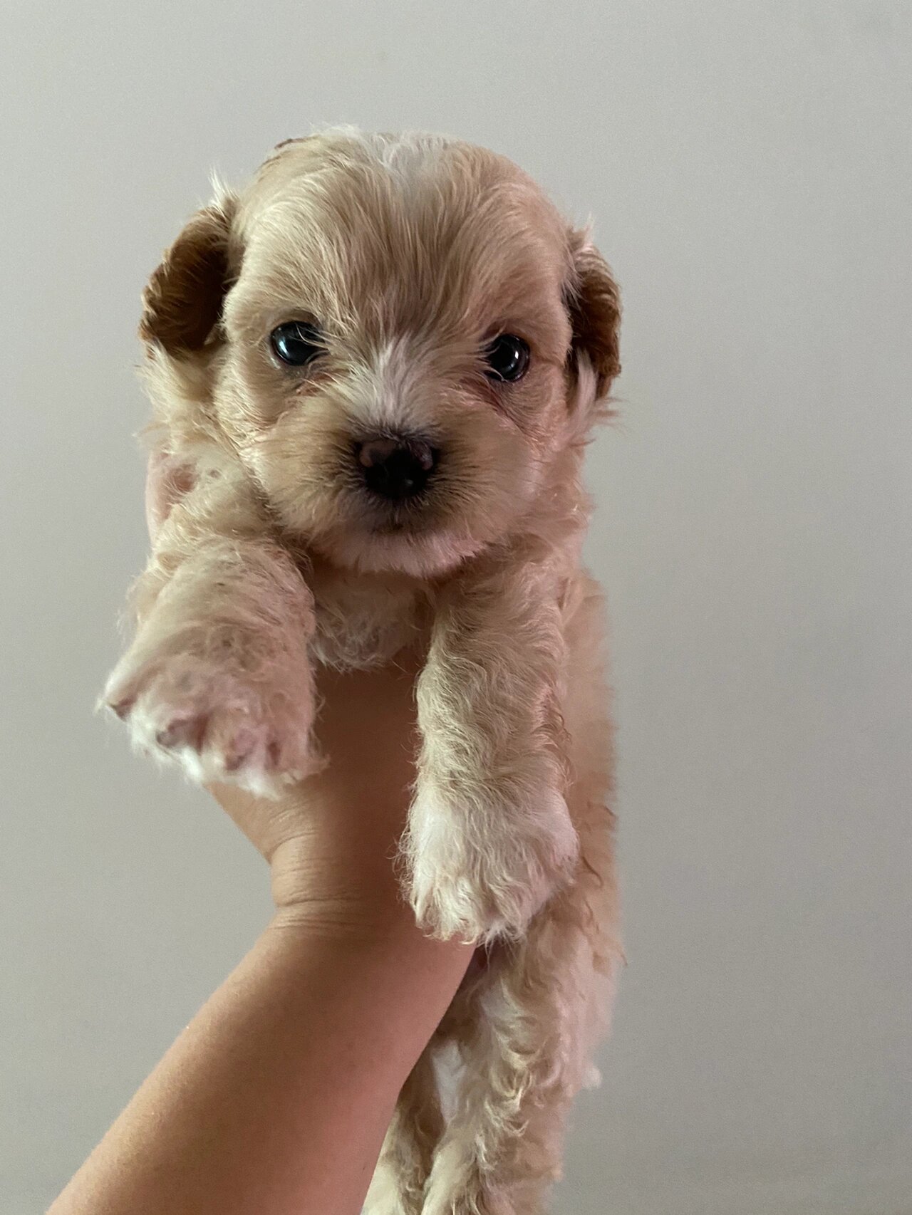 一个多月的香槟色贵宾(泰迪