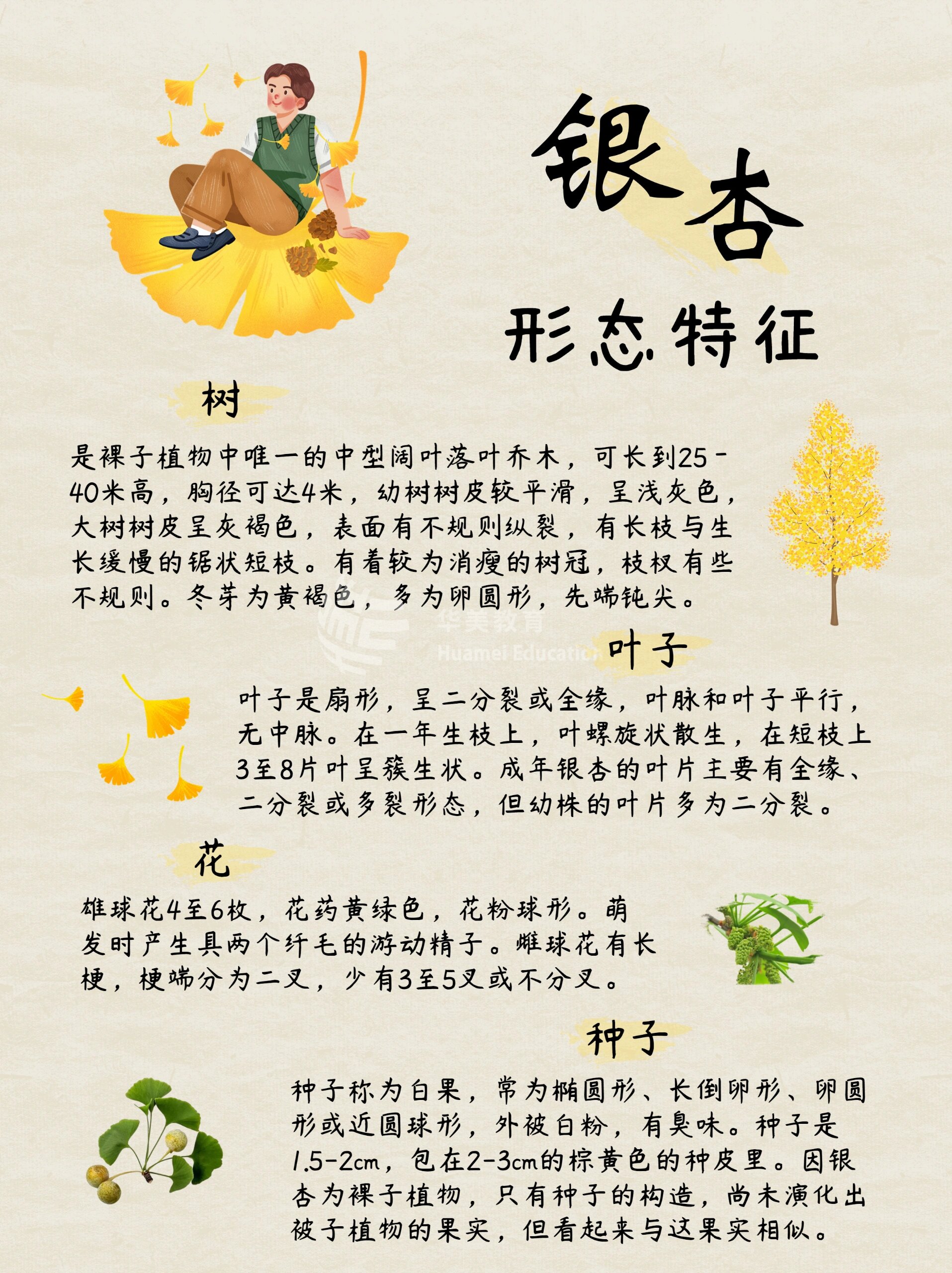 给孩子的自然科普—银杏,植物中的活化石