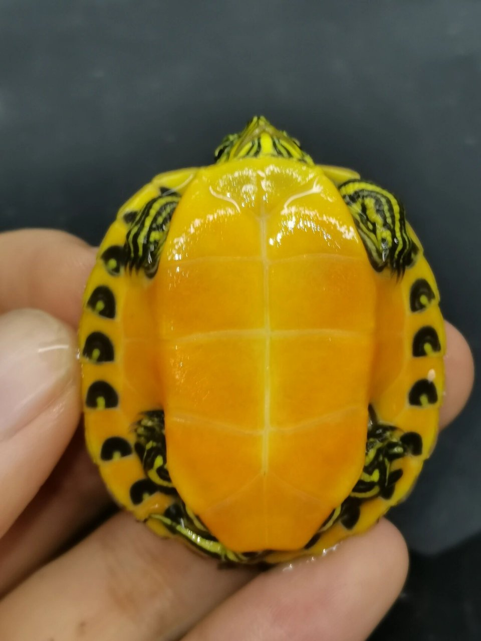 在火焰龟处于幼龟阶段的时候,生长的速度比较快,此时可以一天喂一次.