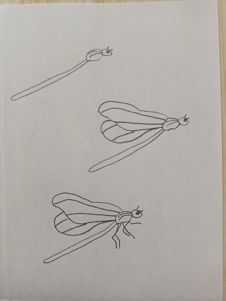 简笔画(188)蜻蜓