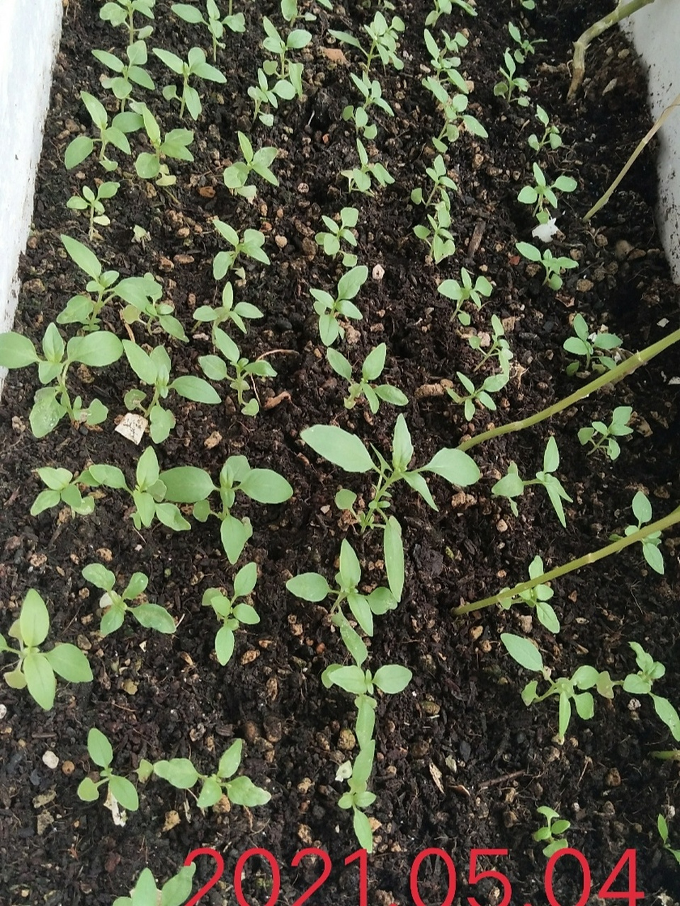 我的九层塔(荆芥)一个月成长历程 学名:九层塔 土话:荆芥 味道:淡淡的