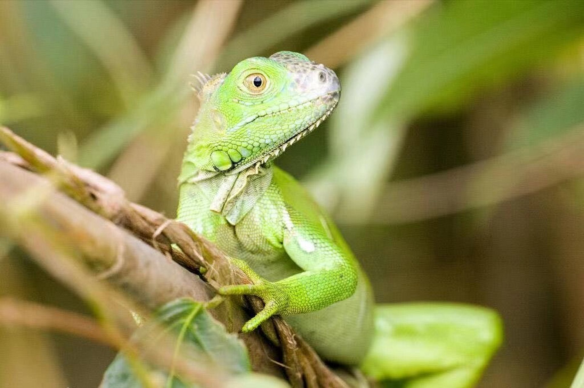 动物图册——绿鬣蜥 绿鬣蜥(学名:iguana iguana)是美洲鬣蜥科,美洲