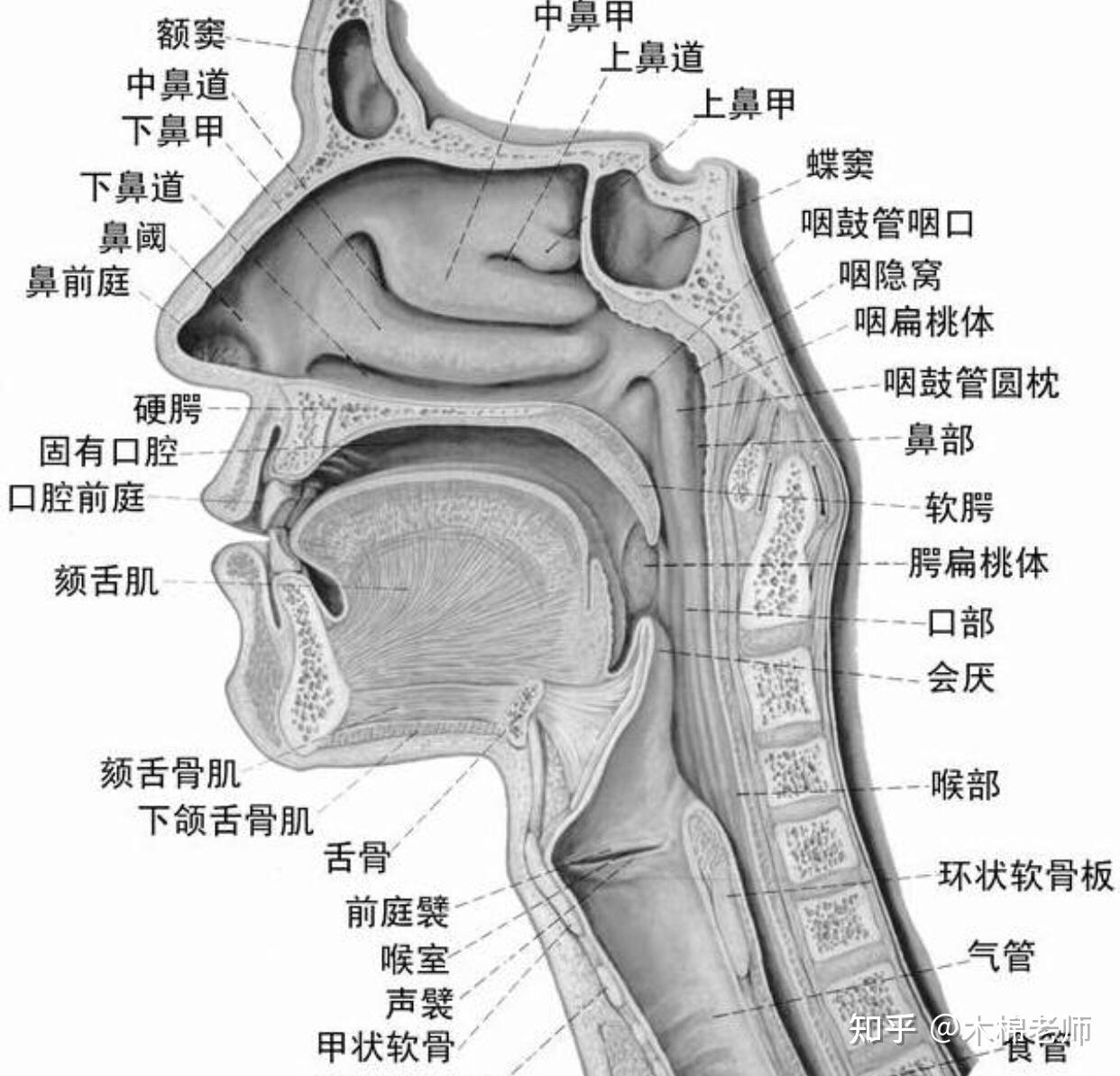 怎么挺软腭图片