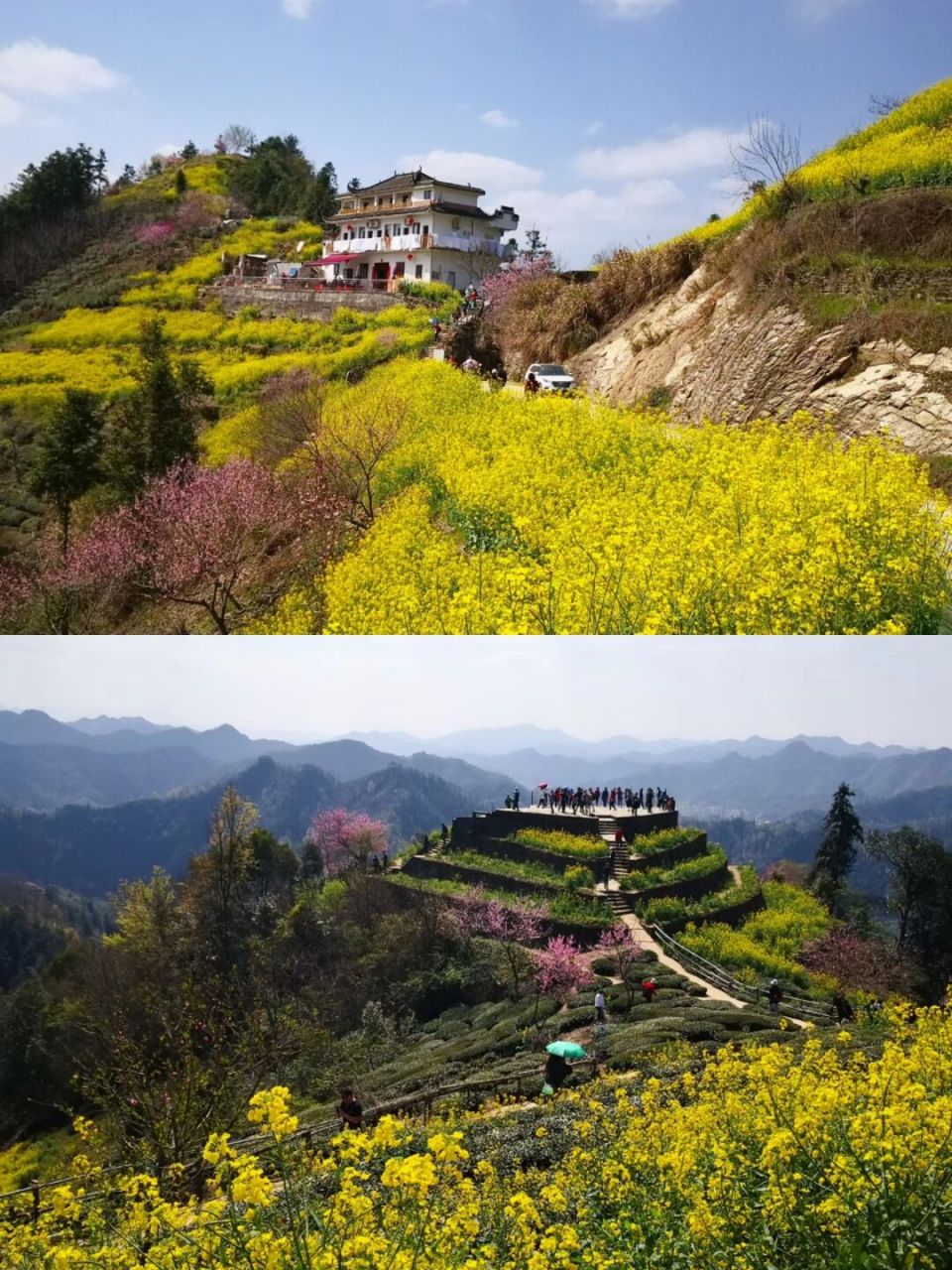 雲端上的村落|皖南歙縣石潭村油菜花海 油菜花照片不是今年拍的,剛去