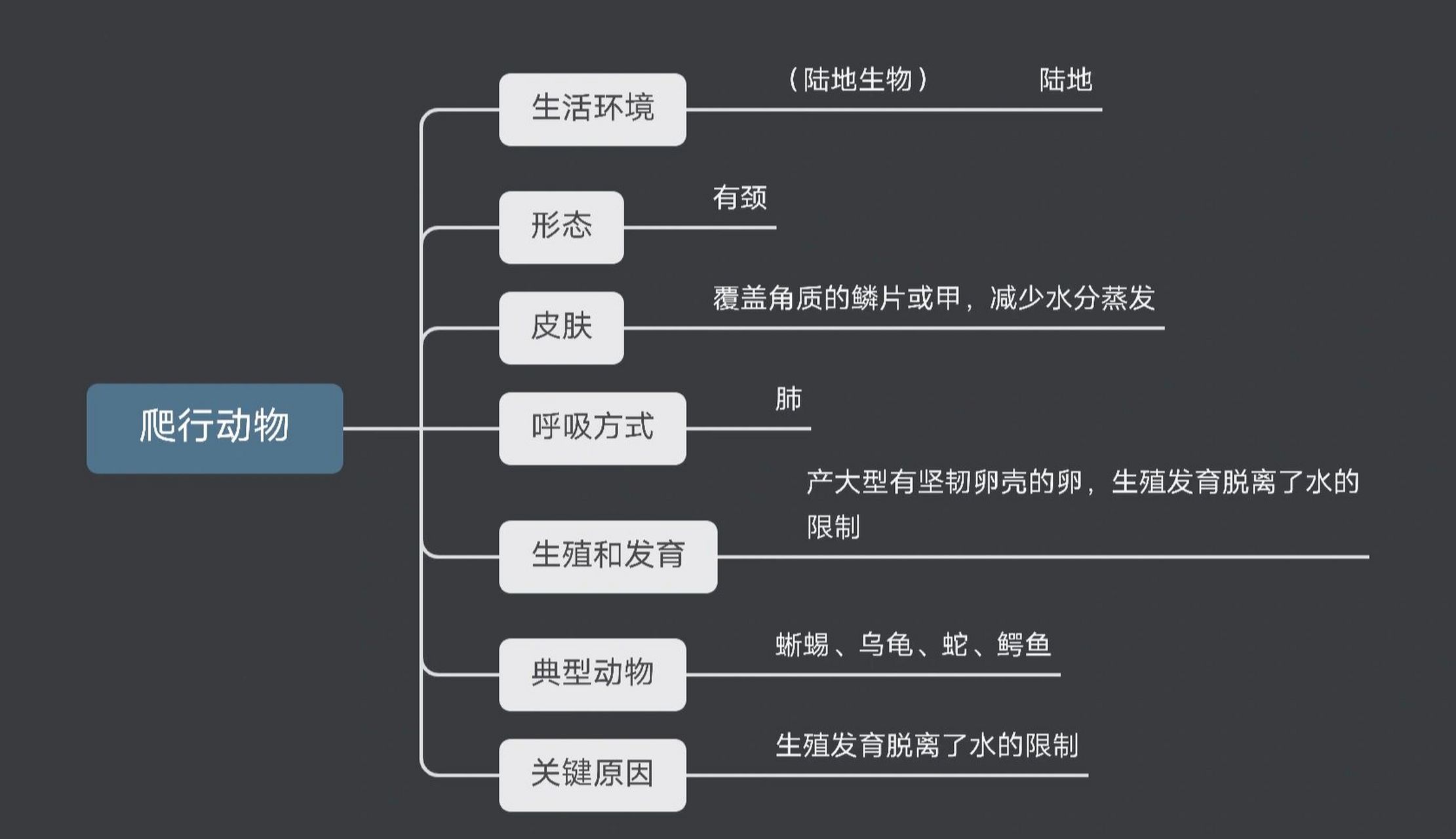 爬行类思维导图图片