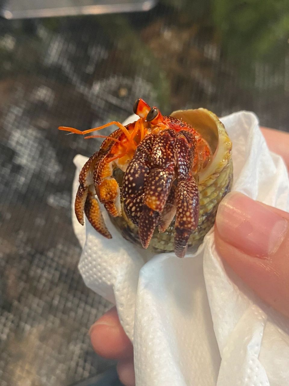 寄居蟹95新蟹到齐 里拉太好看了吧 第一次养里拉,这个颜色太仙了好