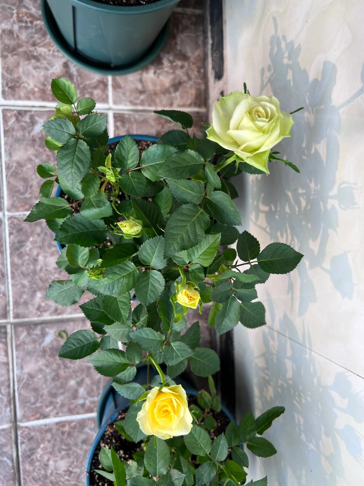 绿美人月季开出了两个色