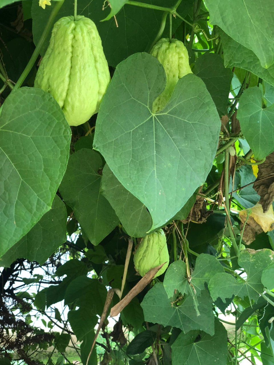 佛手瓜 我们地方叫杨瓜,你们地方叫什么?