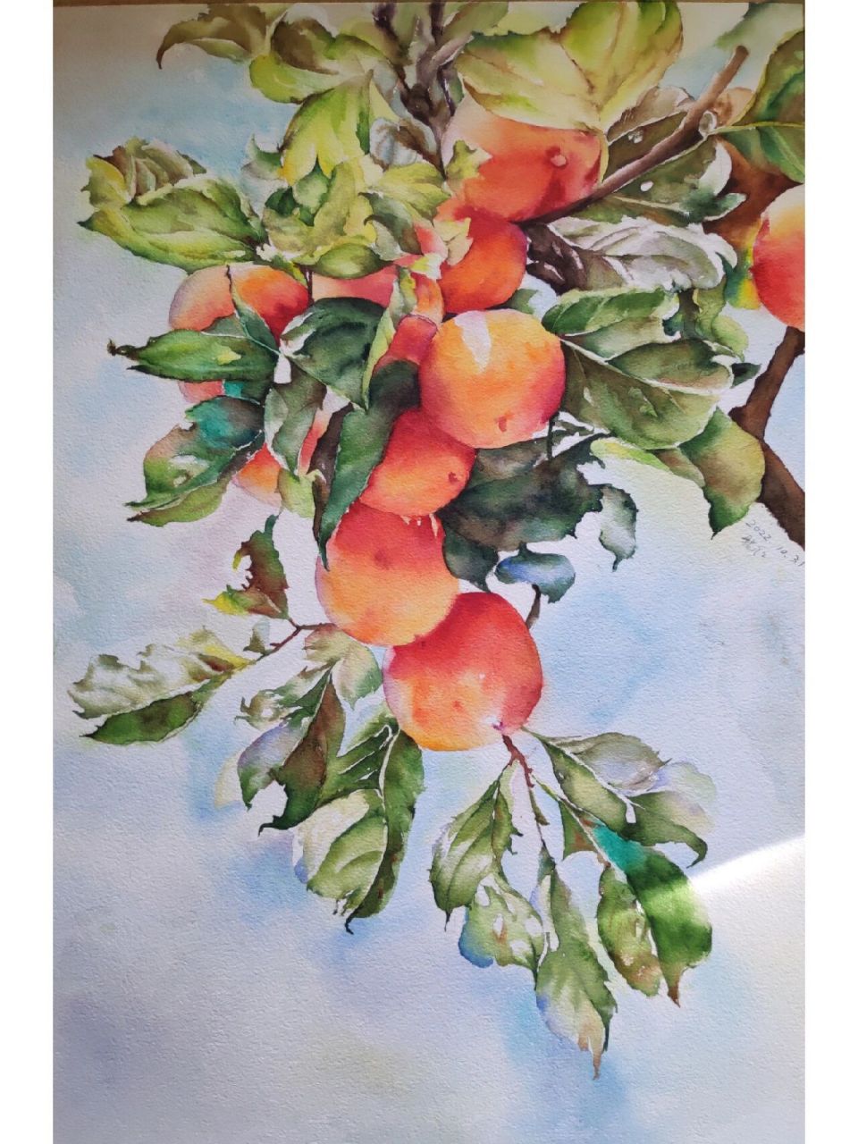 柿柿如意水彩画(退休生活) 初冬时节,各种柿子上市了,最喜欢脆柿的