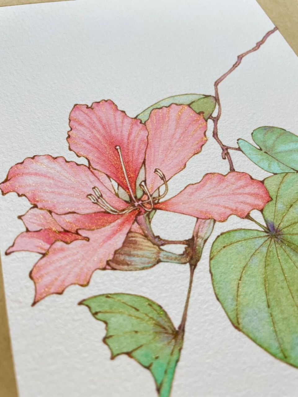 钢笔淡彩紫荆花～水彩花卉～内附线稿过程图～ 素材感谢 笔 英雄329