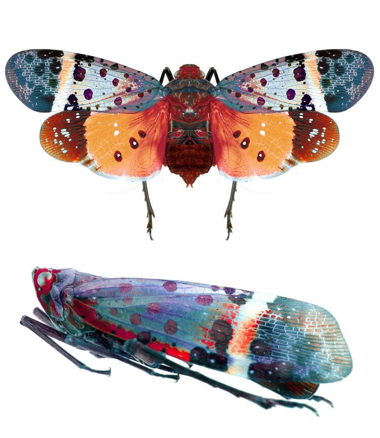 探秘昆虫世界01 高清素材图