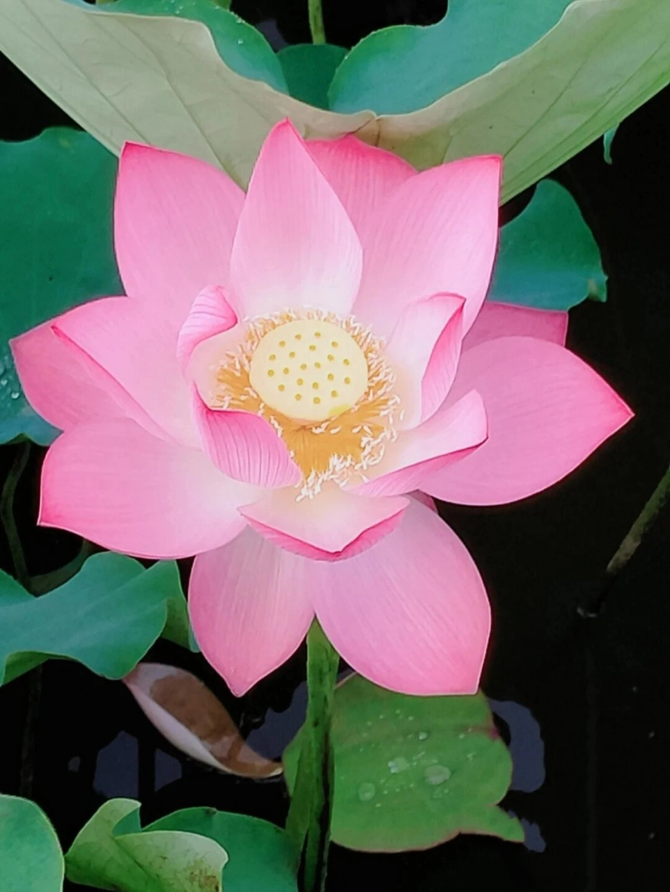 荷花头像,老年人头像