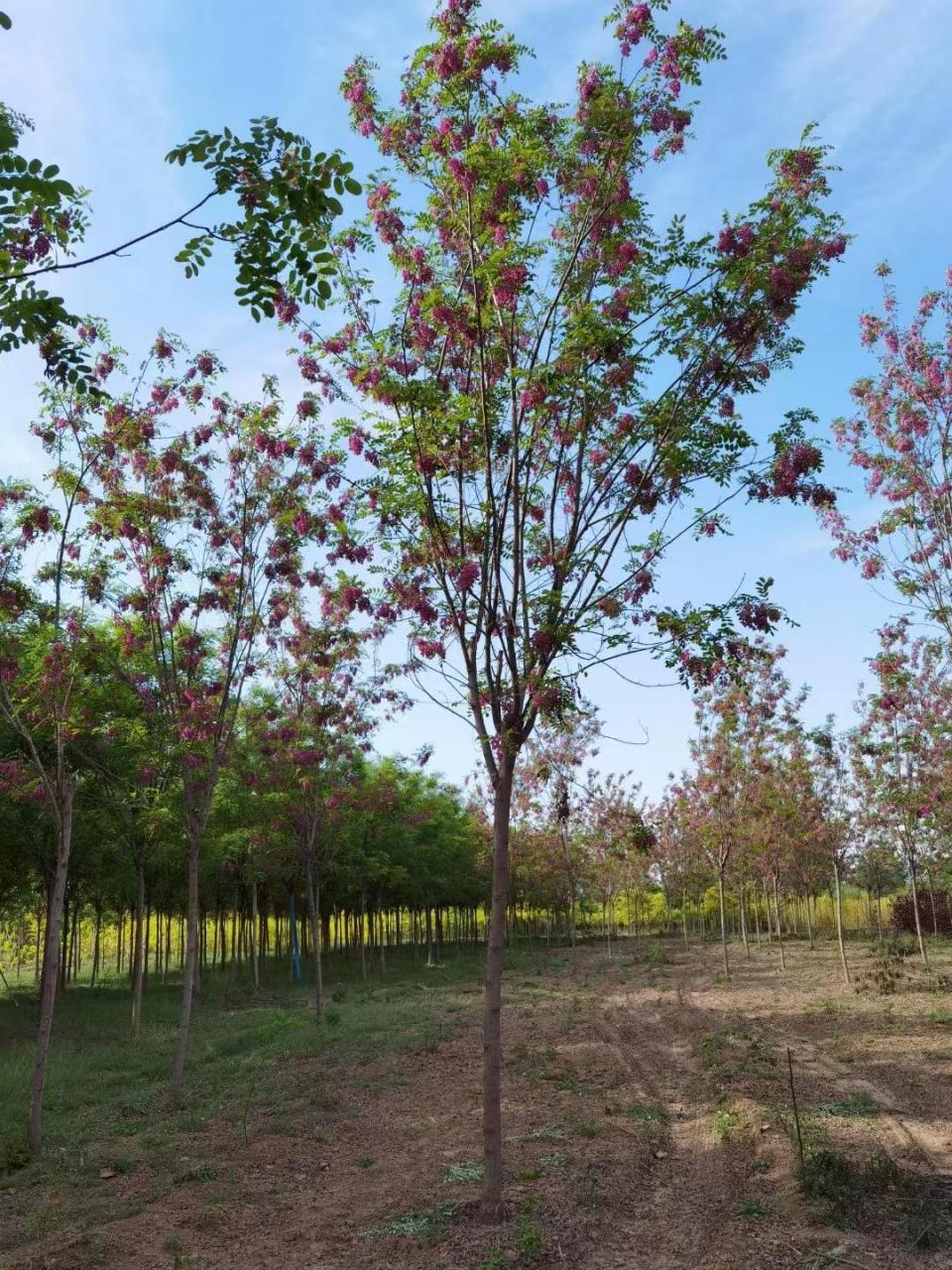 香花槐,又称中国槐,山槐,蚕槐,是豆科槐属的常绿