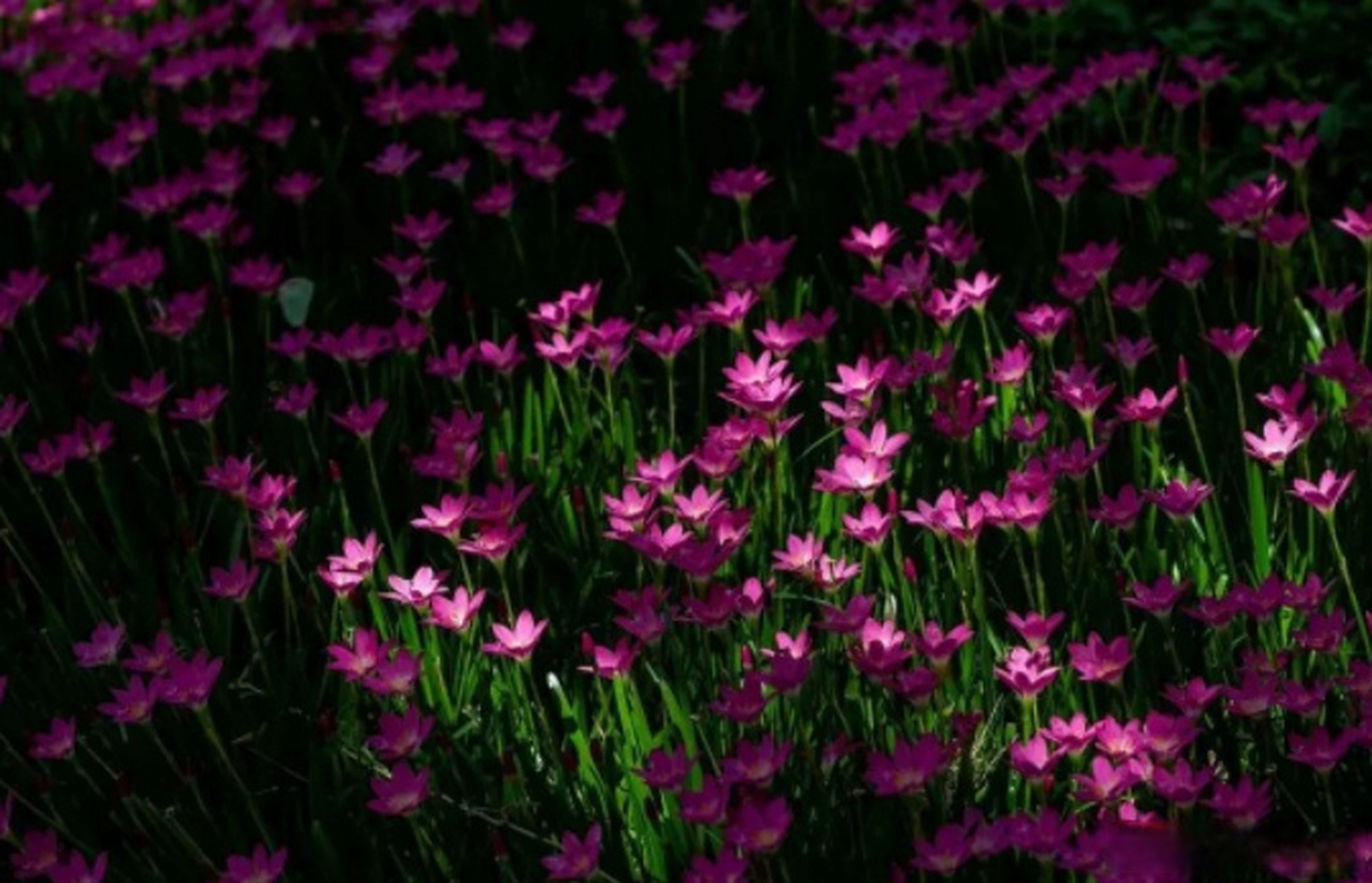 怒江资古朵村的风雨花好美】走进福贡县石月亮乡资古朵村,步入山野