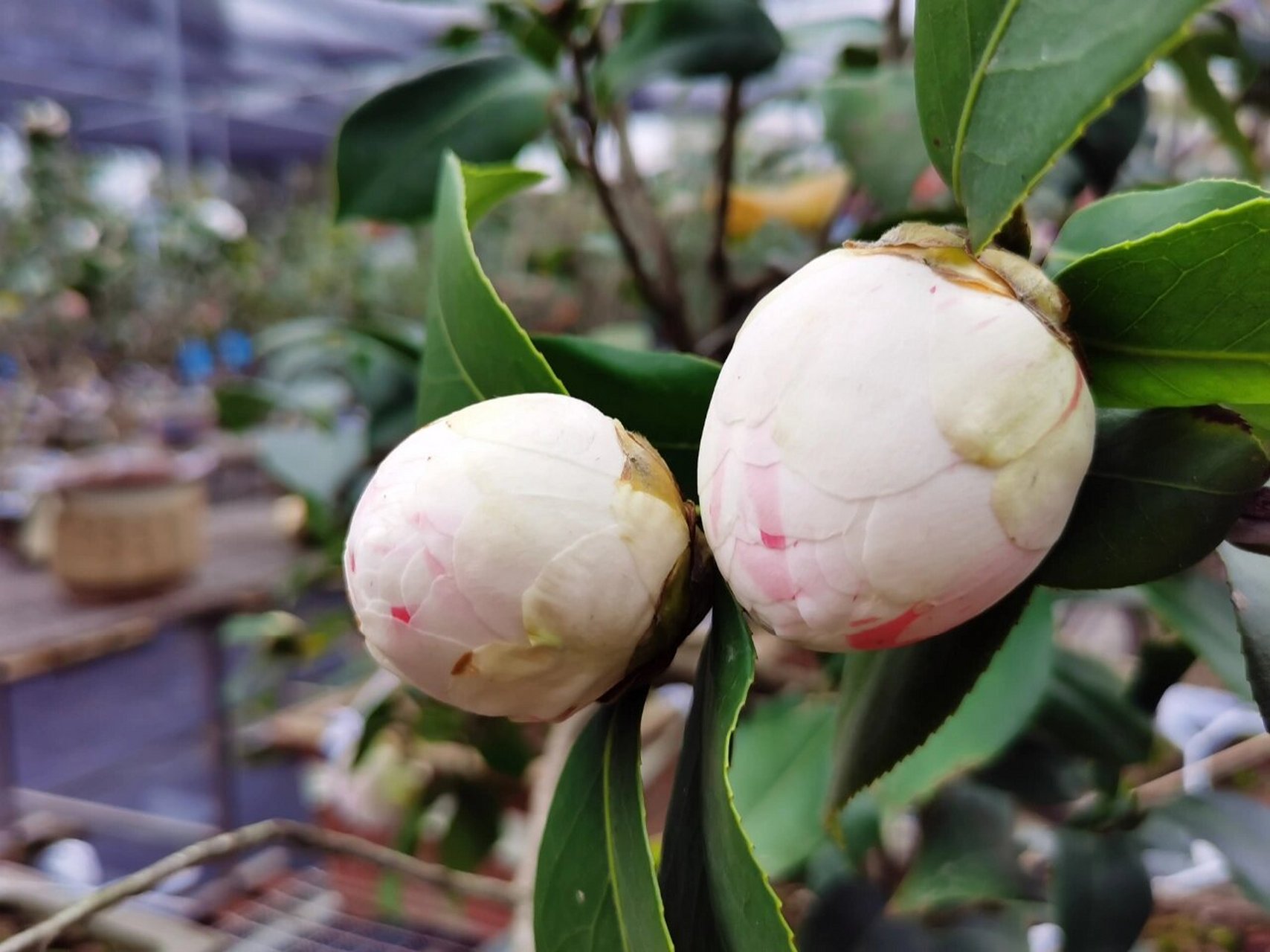 茶花│"百变女王"乔依 "乔依肯德力克",简称乔依,乔伊,是国外植物育种