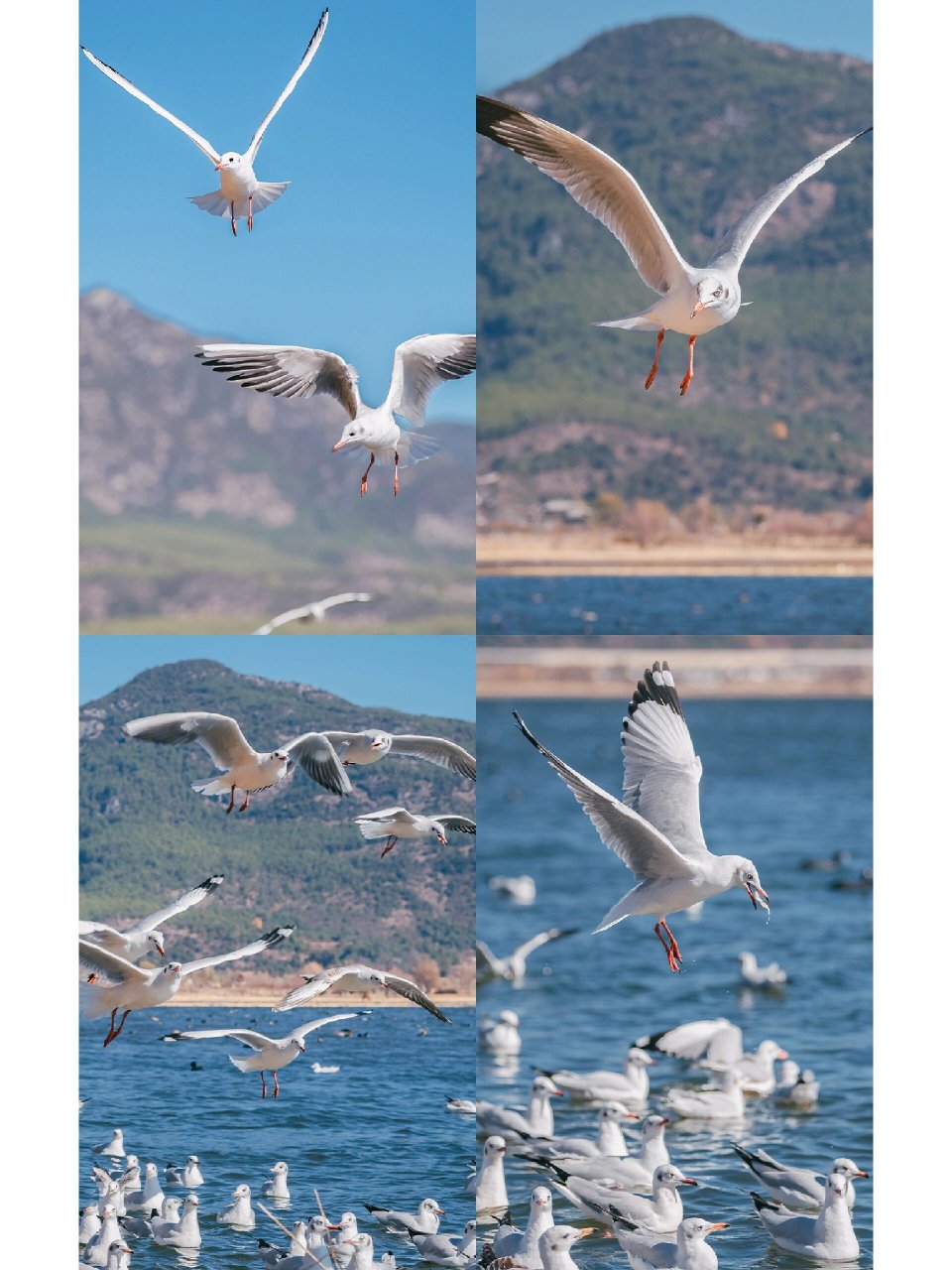 丽江观鸟最佳地,拉市海一日游指南 99景点信息: 拉市海位于丽江大研