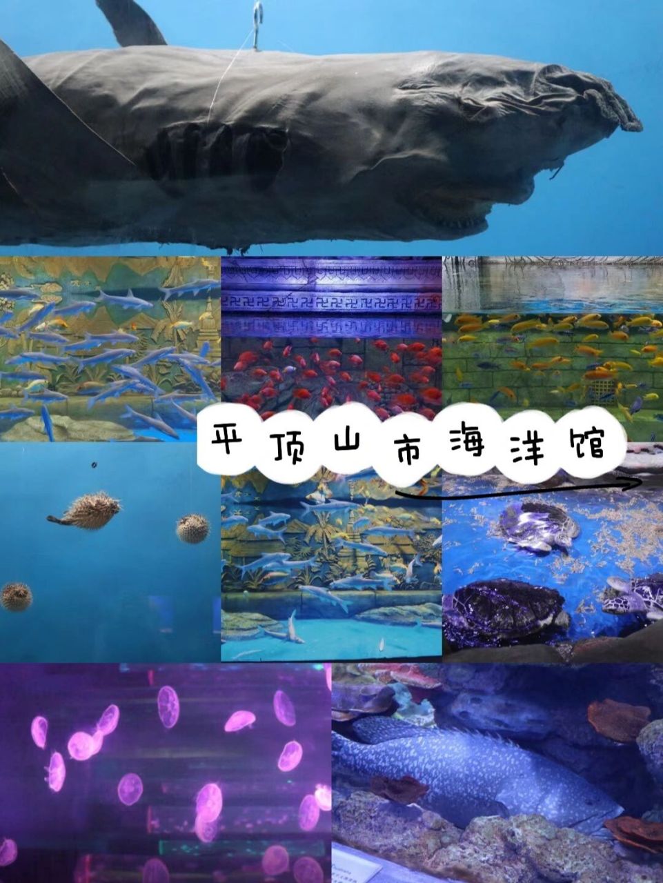 平顶山海洋馆|和大鱼小鱼一起blue blue～ 期待了好久终于来海洋馆啦!