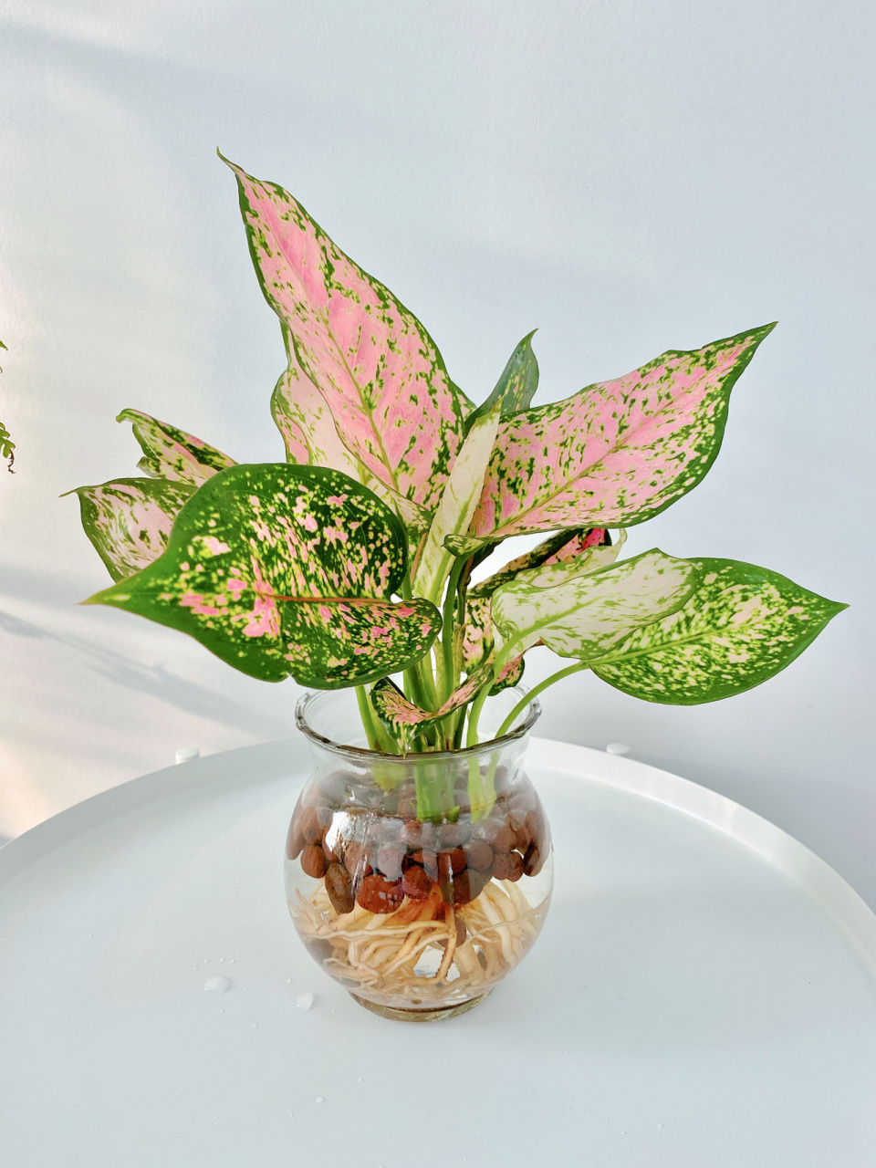 水培植物 如意皇后 寓意吉祥如意,叶色美丽,粉色叶片上夹杂着绿色斑点