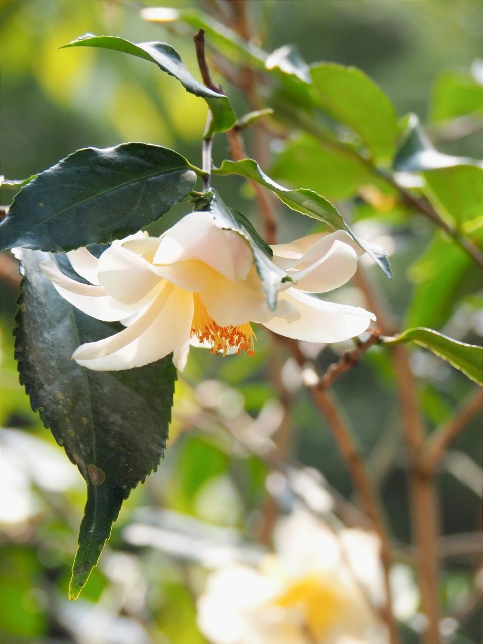 莲华 "黄莲华"山茶(camellia ki-renge )是我很喜欢的杂交茶花品种
