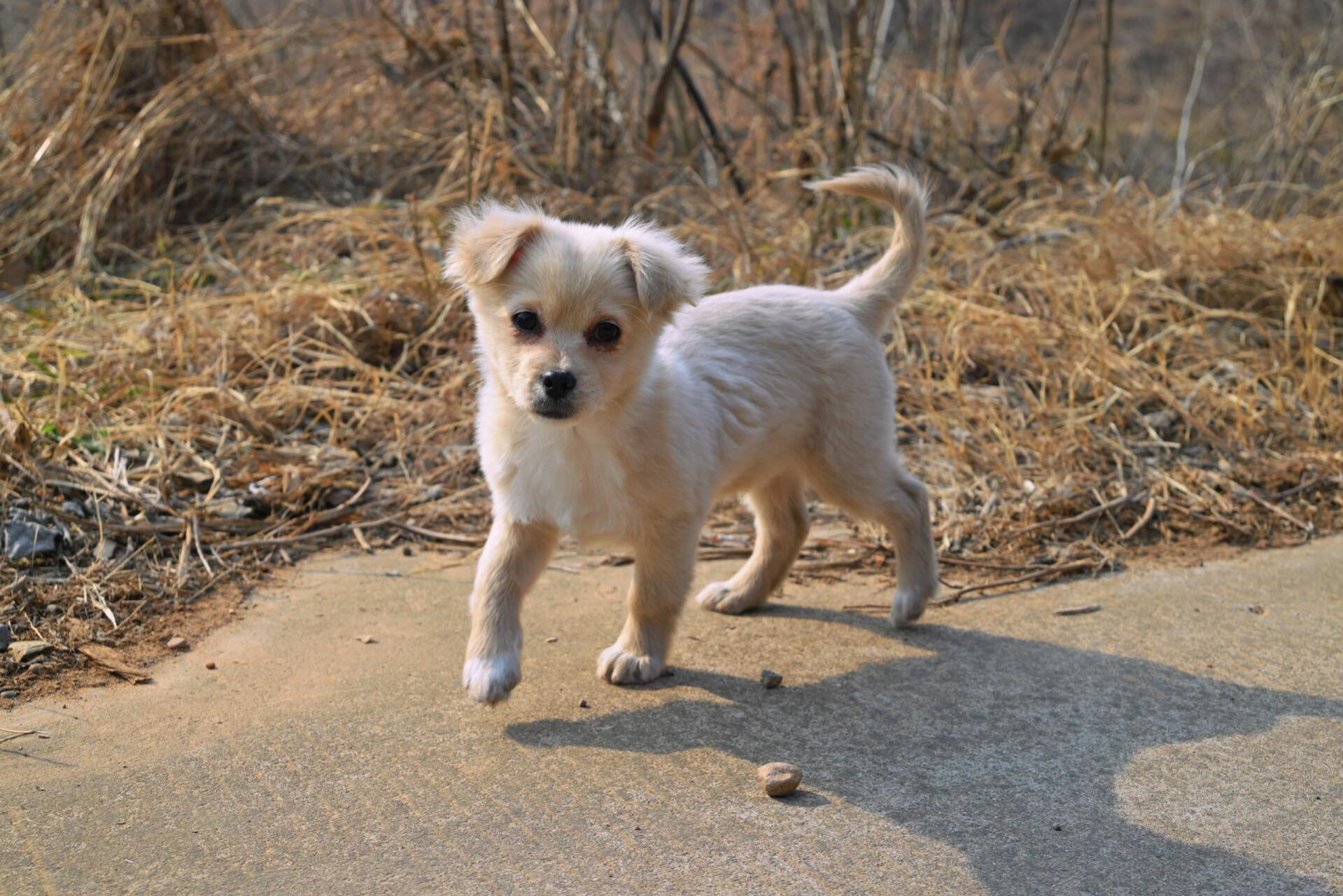 98一只长不大的小土狗 91