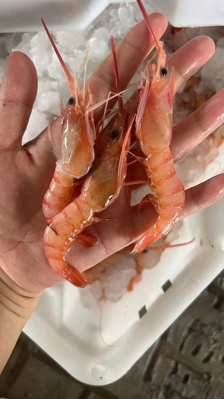 红绿头,台州地区非常常见的海虾,也是东海的知名的经济海鲜,产量高,也