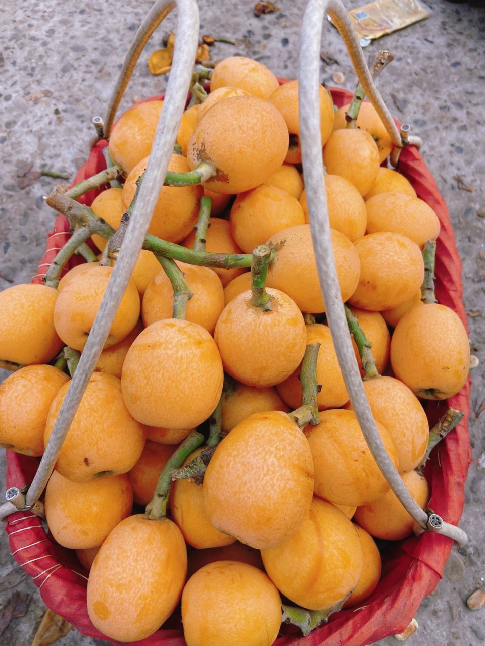 合川古楼摘枇杷啦～ 今天天气巨好,听说合川的枇杷园多,一大早就出门