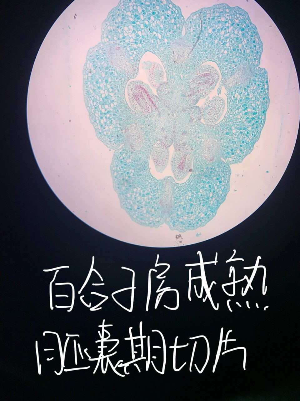 百合子房二分体期切片 5.百合胚珠胚囊内四核期 6.