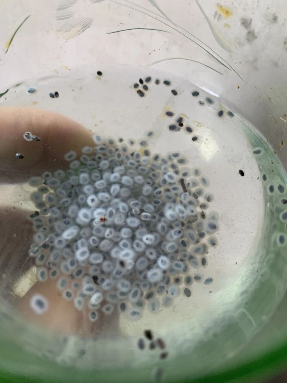 开始育种 图一西红柿 图二荆芥 荆芥种子泡水毛绒绒的