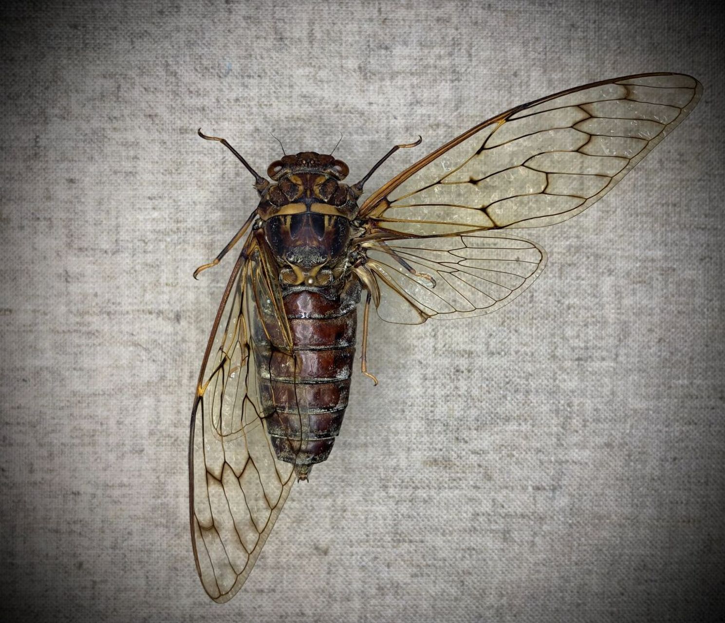 标本分享～螂蝉 pomponia linearis (f.