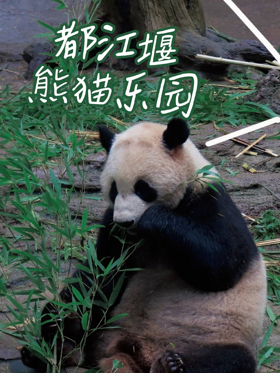 成都|96都江堰熊猫乐园 【简介】 96位于四川省成都市都江堰市