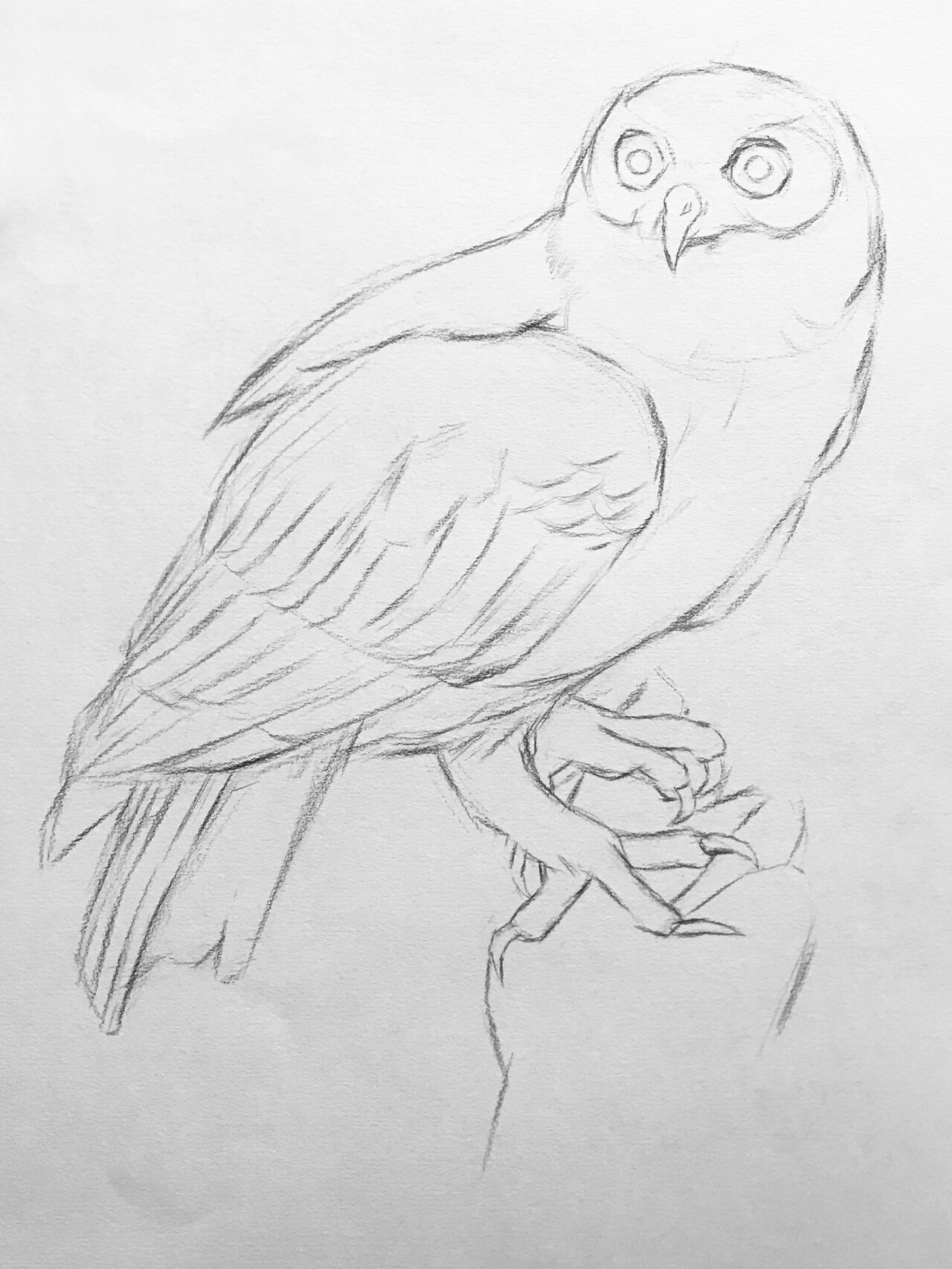 猫头鹰的素描绘画步骤