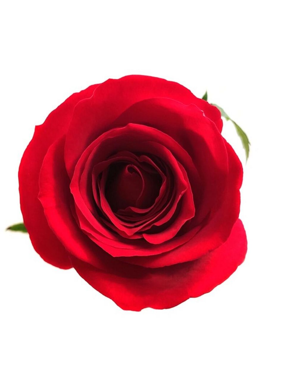 认识植物| 热烈的红玫瑰【卡罗拉】 卡罗拉玫瑰: 花色是最标准的玫瑰