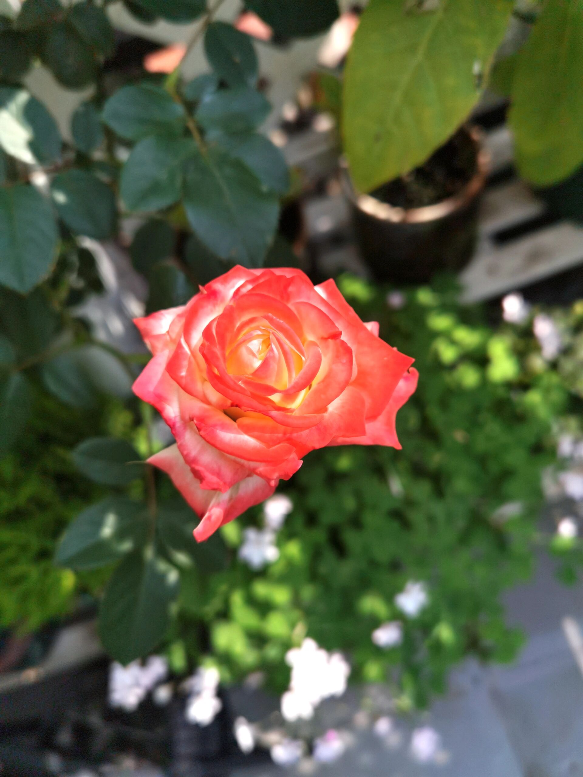 月季法拉皇后 | 这花怎么还有两幅面孔呢 去年秋天入的1.