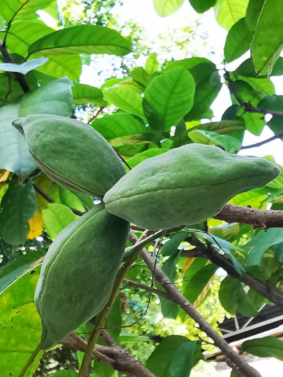 广州丨假苹婆果红了,苹婆挂果 六月,景观树假苹婆的果子又红了,煞是