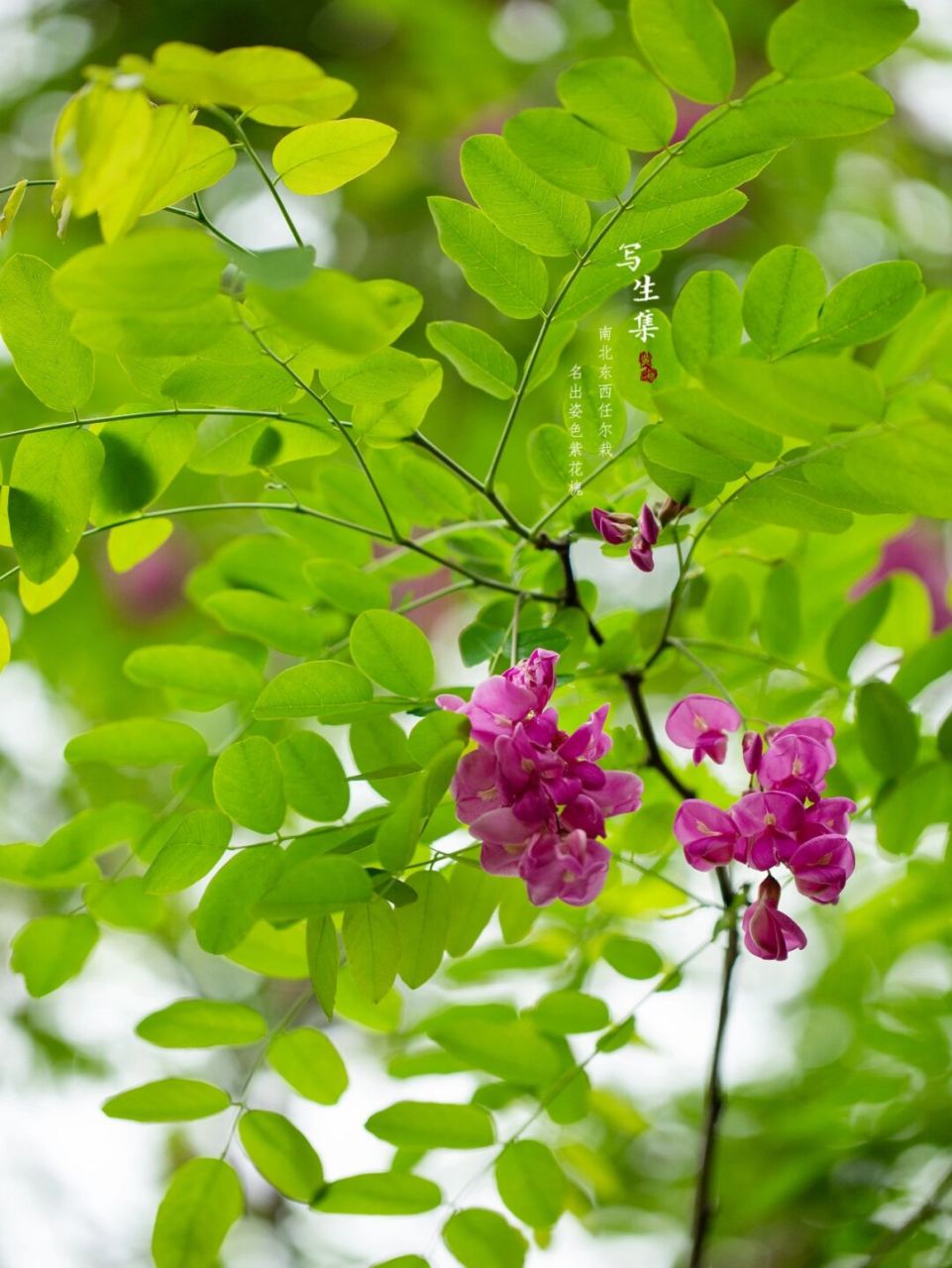 紫花槐图片