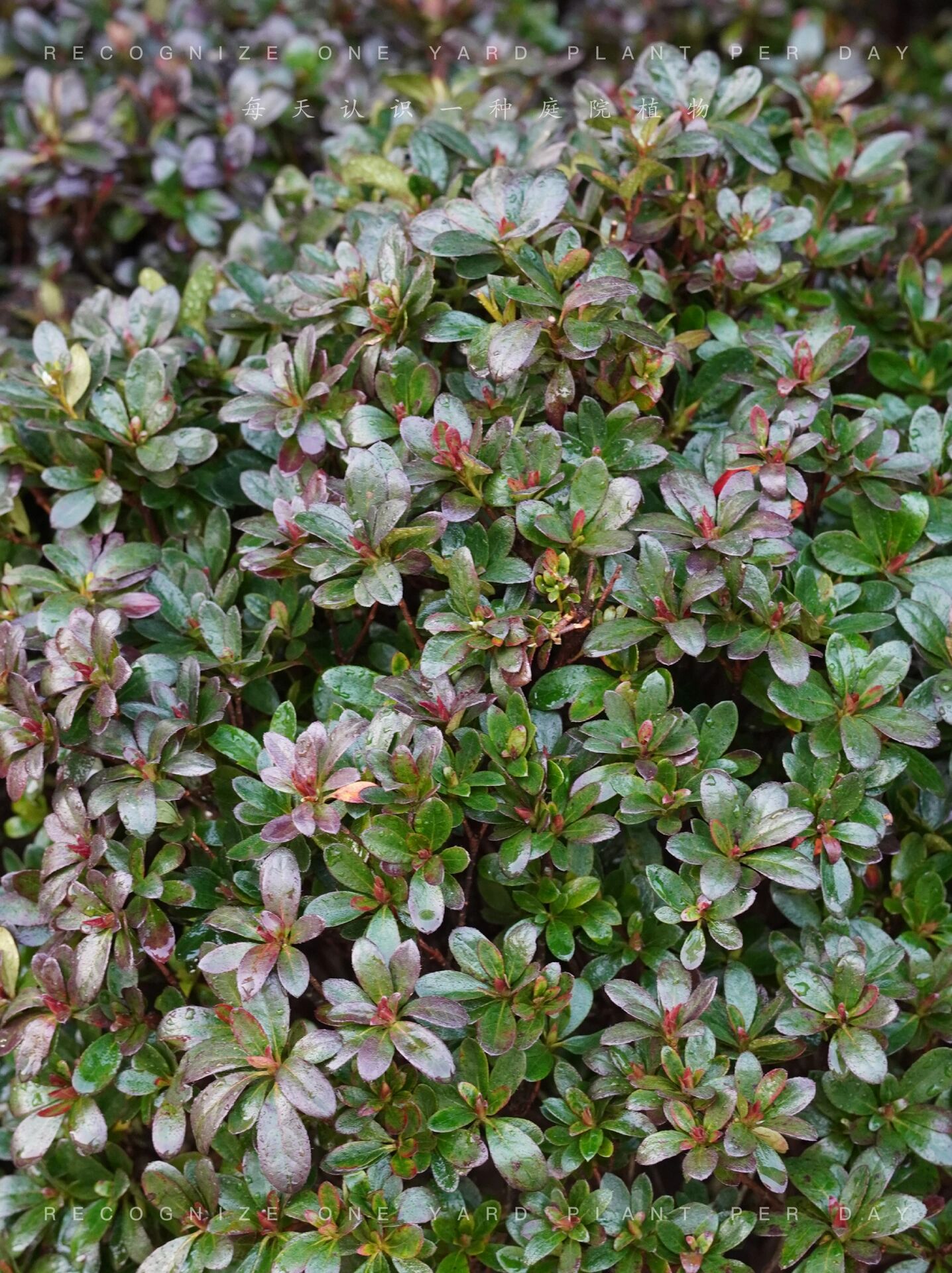 每日庭院植物vol.25——夏鹃