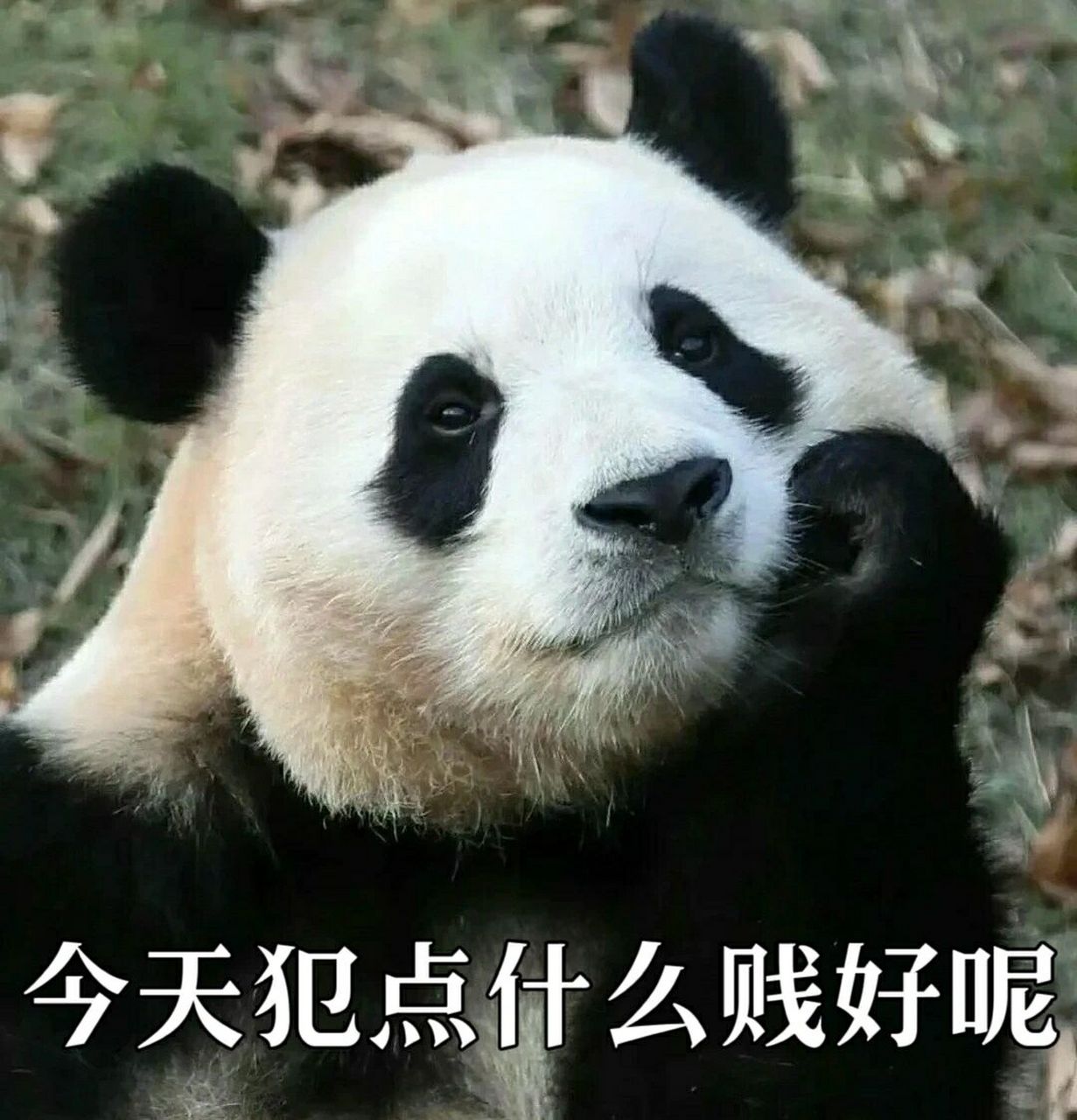 福宝表情包 福猪猪的表情太丰富太可爱了呜呜呜呜