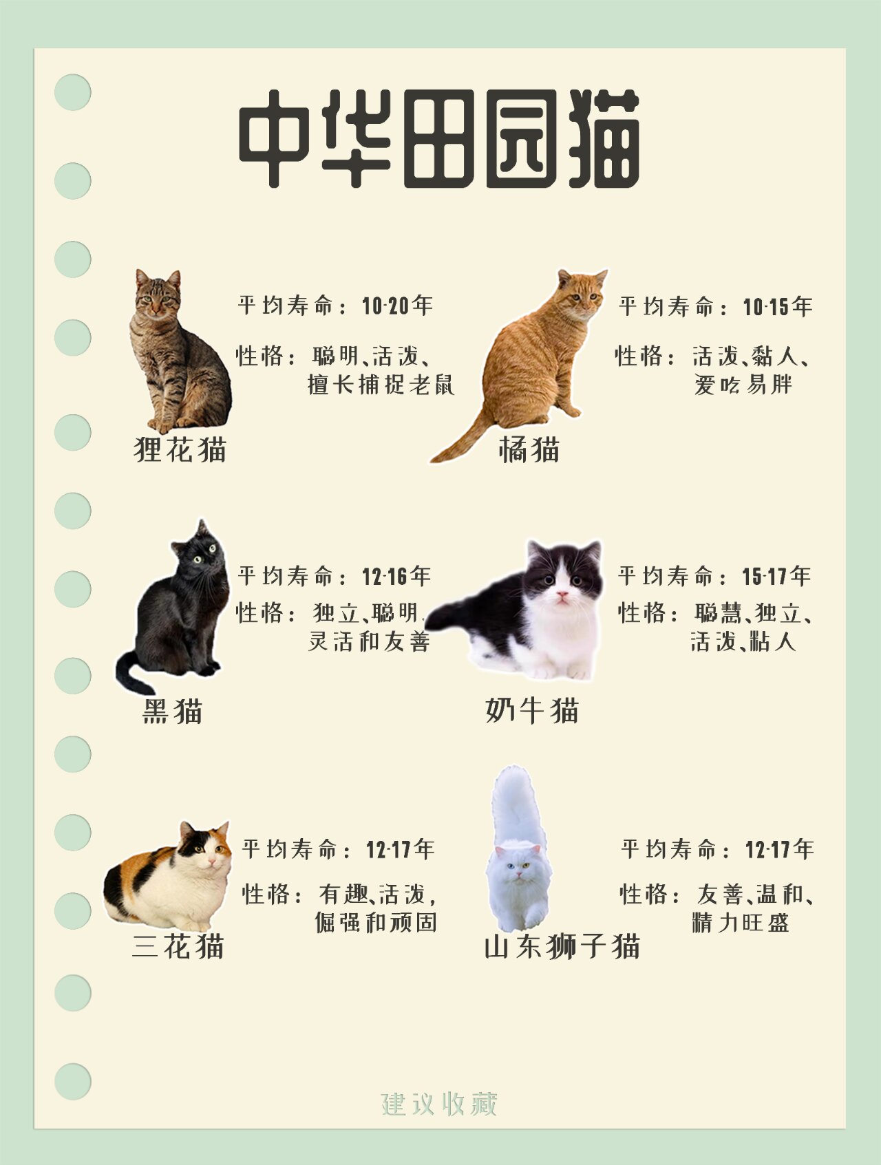 小猫的品种都有哪些?