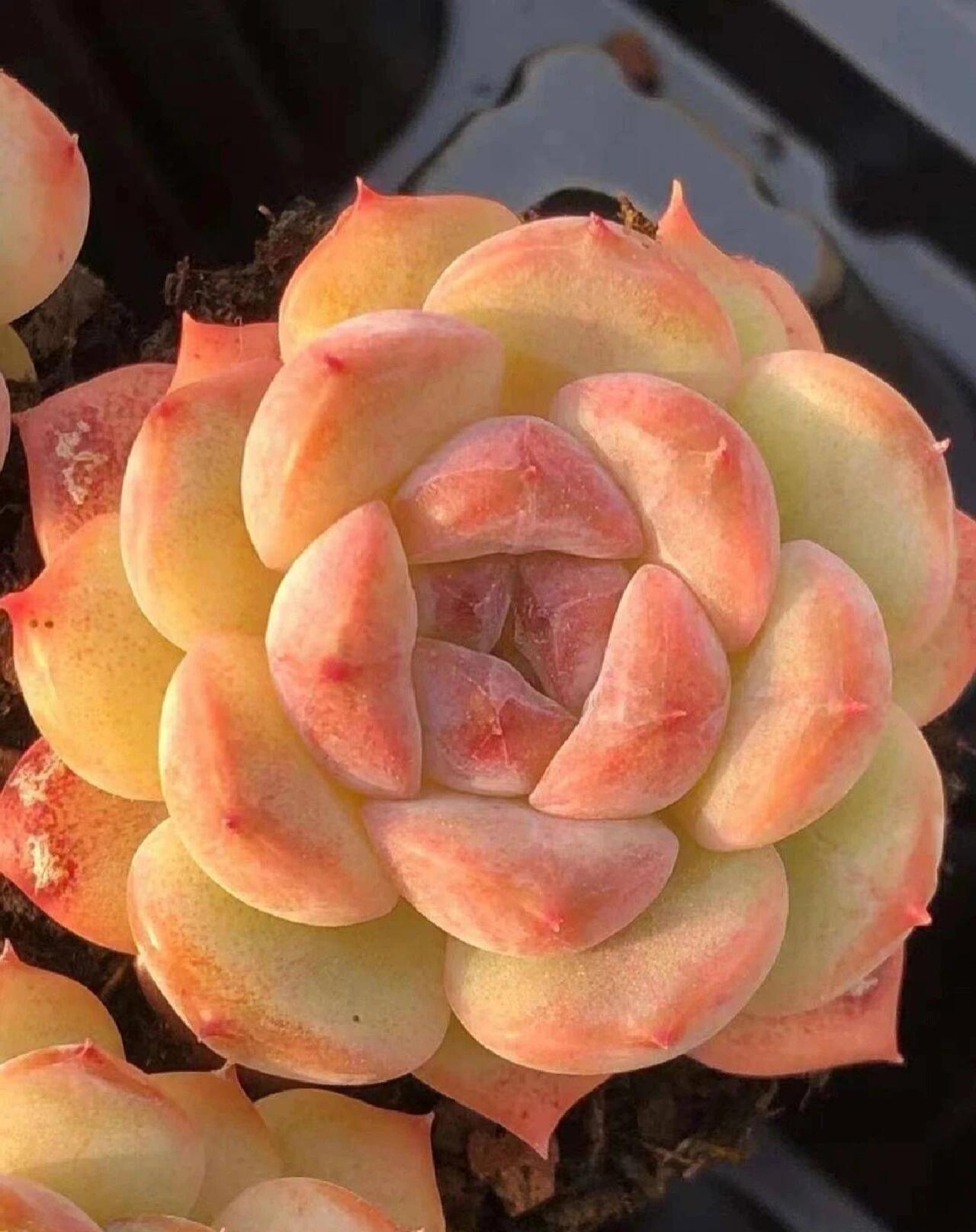 第81期|93冰魄|每天认识一种多肉