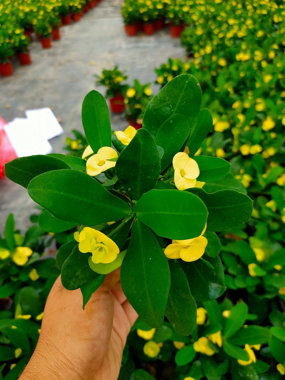 黄花虎刺梅,自动长成花球 黄花虎刺梅,美丽自动成花球 98 黄色中花