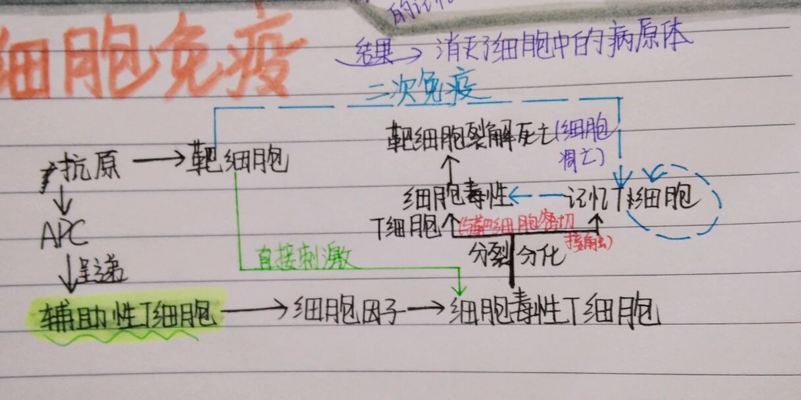 细胞免疫和体液免疫过程整理